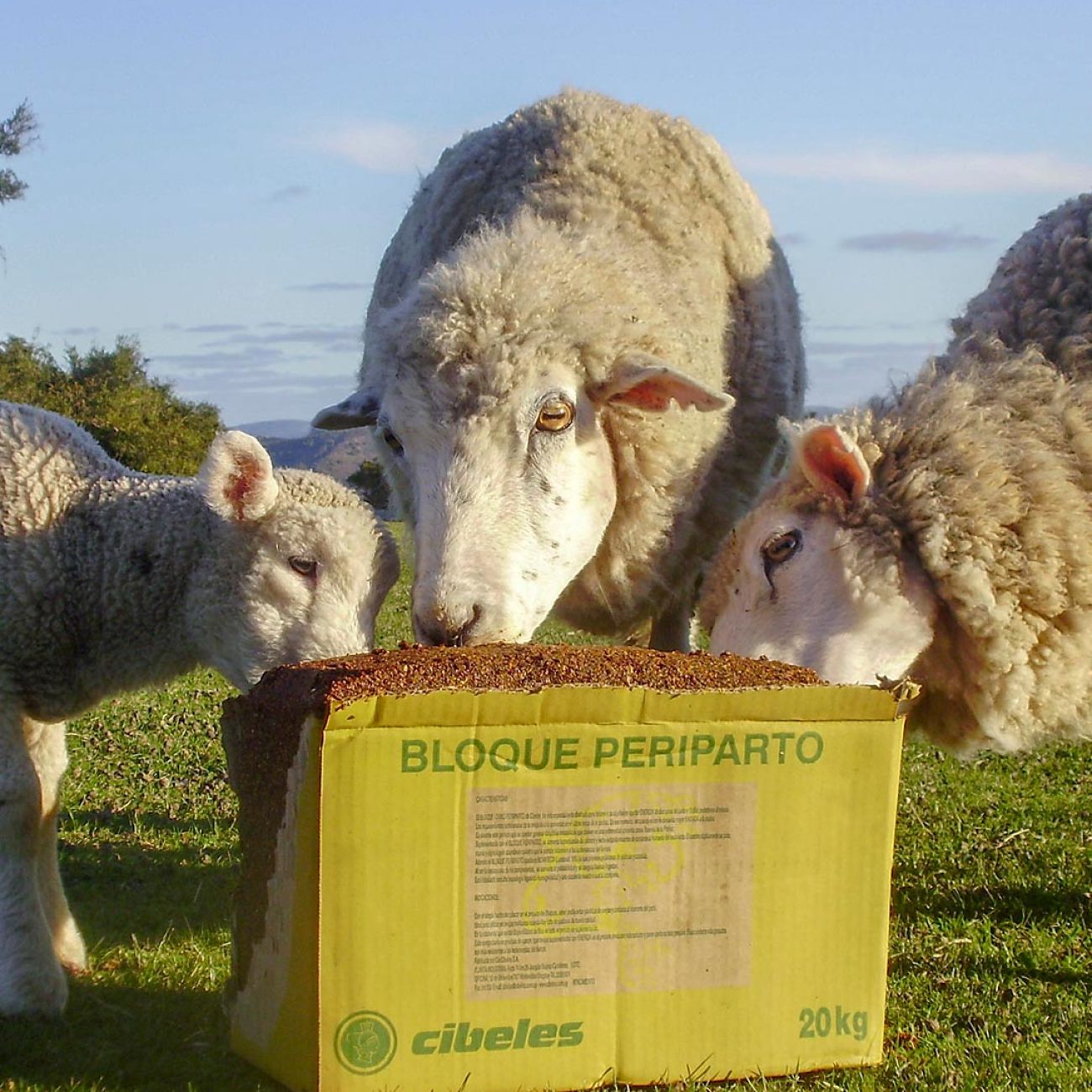 Cibeles_Veterinaria