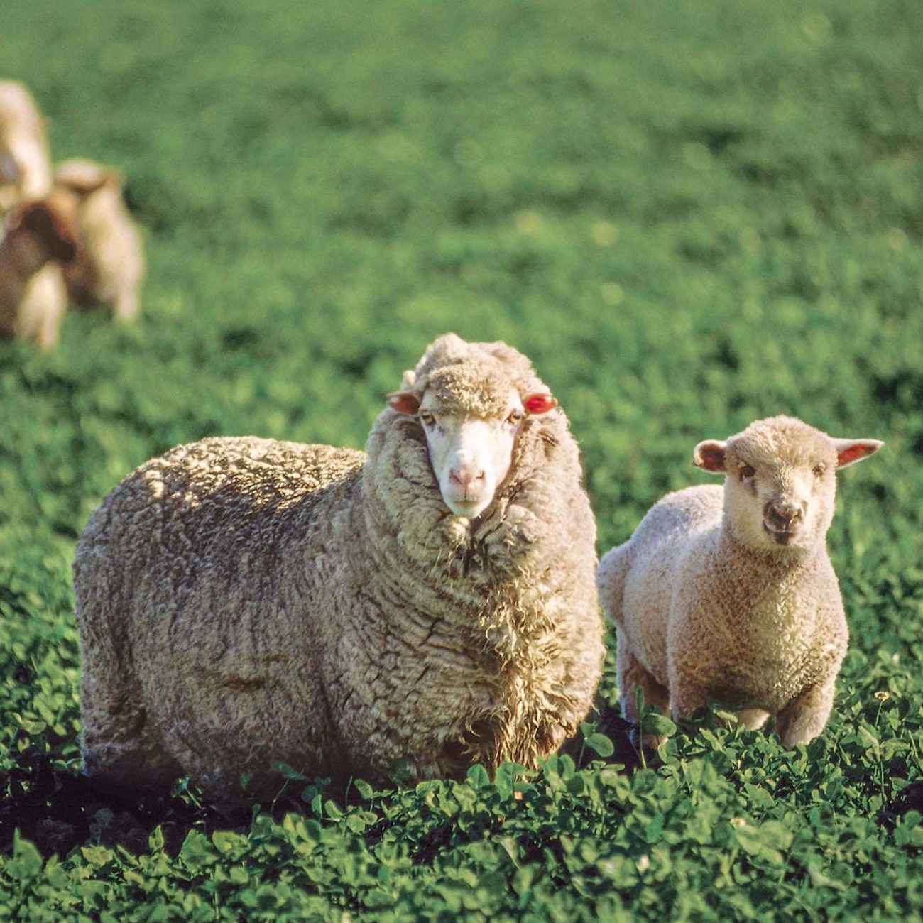 Cibeles_Veterinaria_2